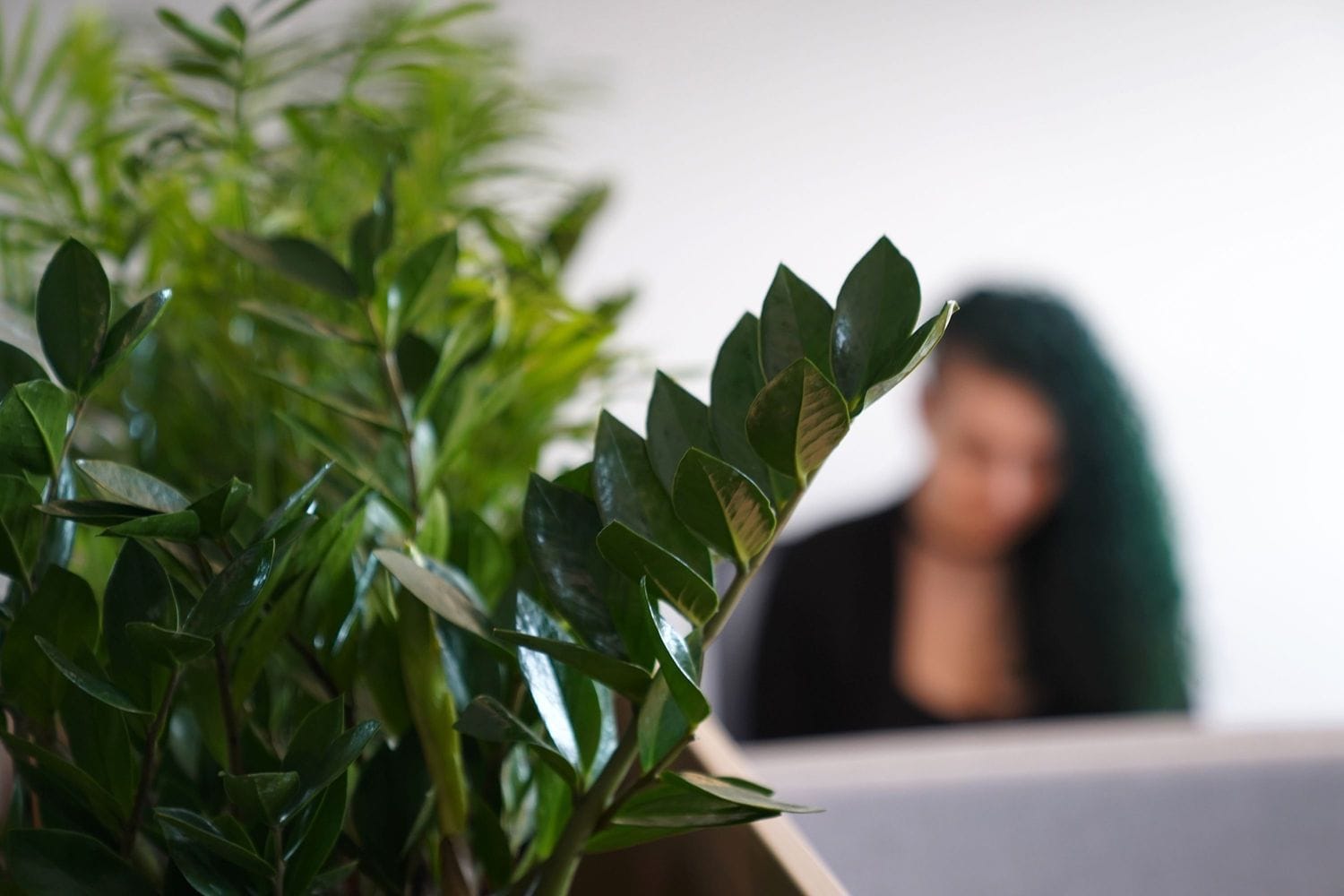 planta og blörraður bakgrunnur
